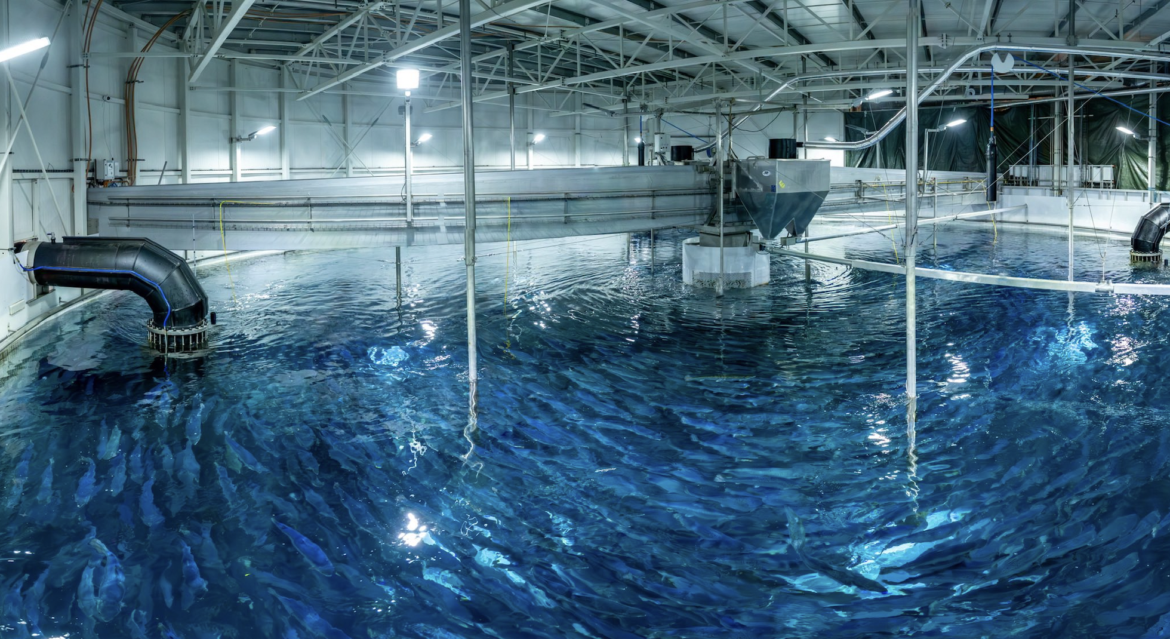 Land-Based Salmon Farming in Iceland Sets New Benchmark for Premium Atlantic Salmon in EU Market